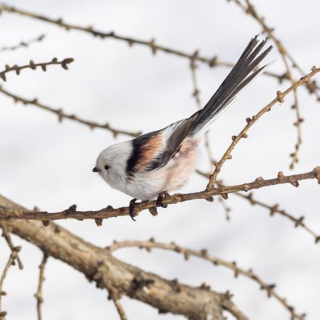 16 - Fulufjellets Nasjonalparker - Natur-, Dyre- Og Fugleopplevelser Ljordal Экстерьер фото