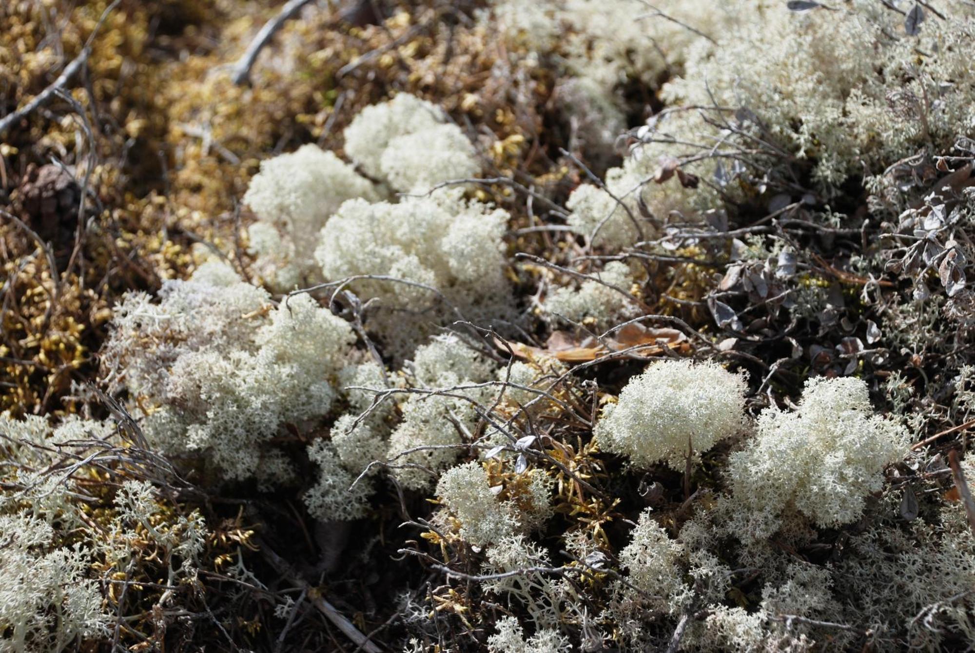 16 - Fulufjellets Nasjonalparker - Natur-, Dyre- Og Fugleopplevelser Ljordal Экстерьер фото
