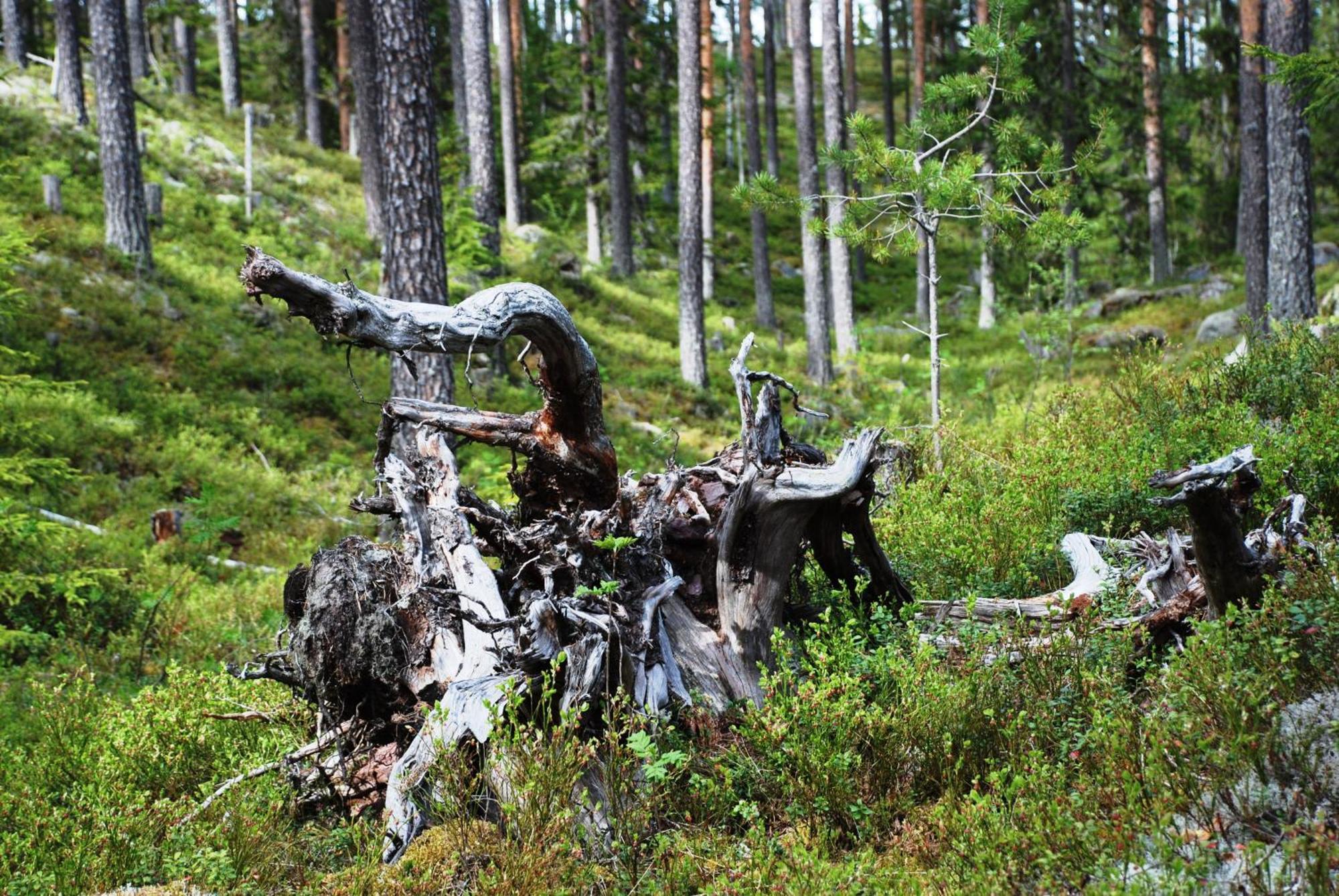 16 - Fulufjellets Nasjonalparker - Natur-, Dyre- Og Fugleopplevelser Ljordal Экстерьер фото