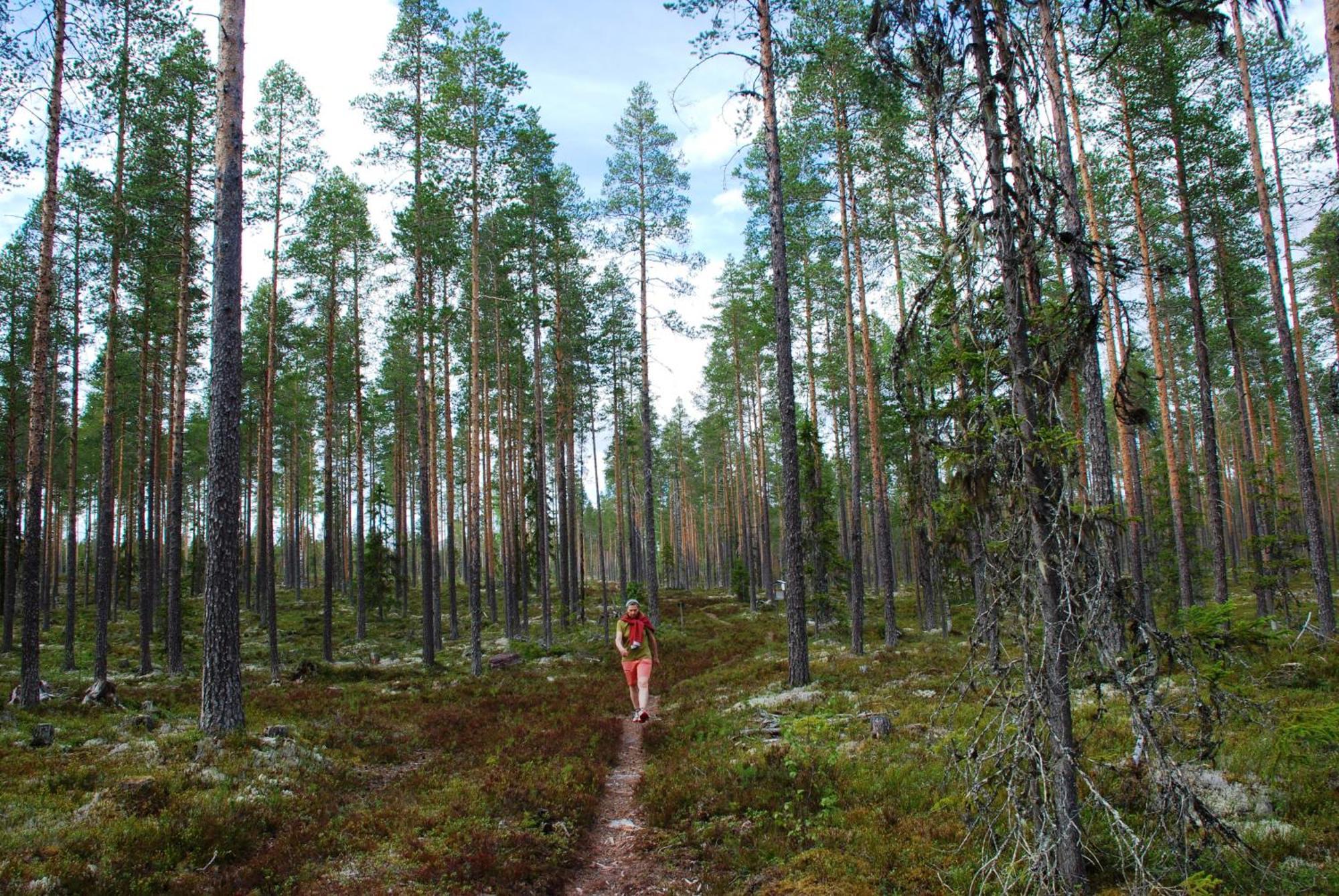 16 - Fulufjellets Nasjonalparker - Natur-, Dyre- Og Fugleopplevelser Ljordal Экстерьер фото