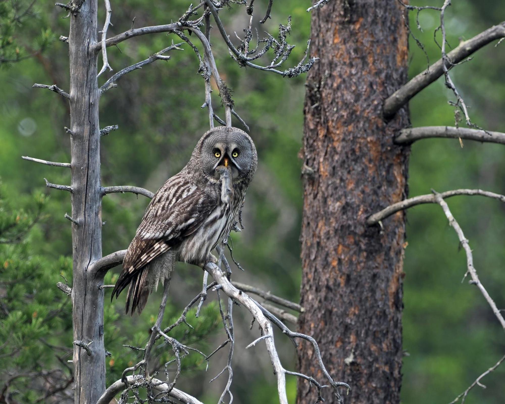 16 - Fulufjellets Nasjonalparker - Natur-, Dyre- Og Fugleopplevelser Ljordal Экстерьер фото