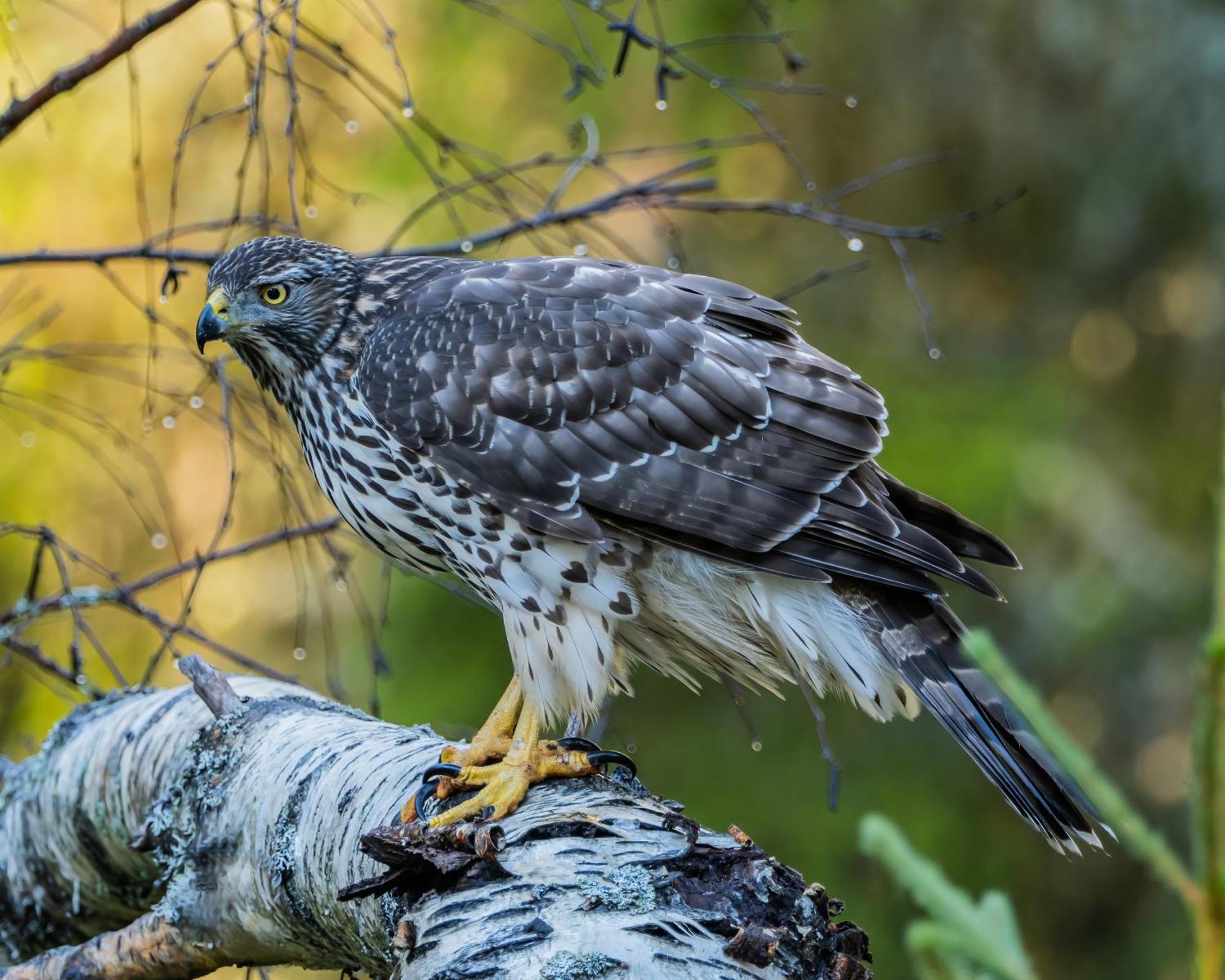 16 - Fulufjellets Nasjonalparker - Natur-, Dyre- Og Fugleopplevelser Ljordal Экстерьер фото
