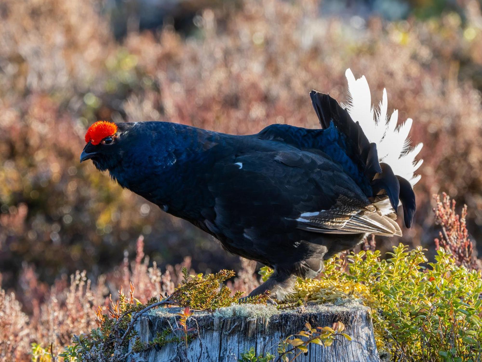 16 - Fulufjellets Nasjonalparker - Natur-, Dyre- Og Fugleopplevelser Ljordal Экстерьер фото