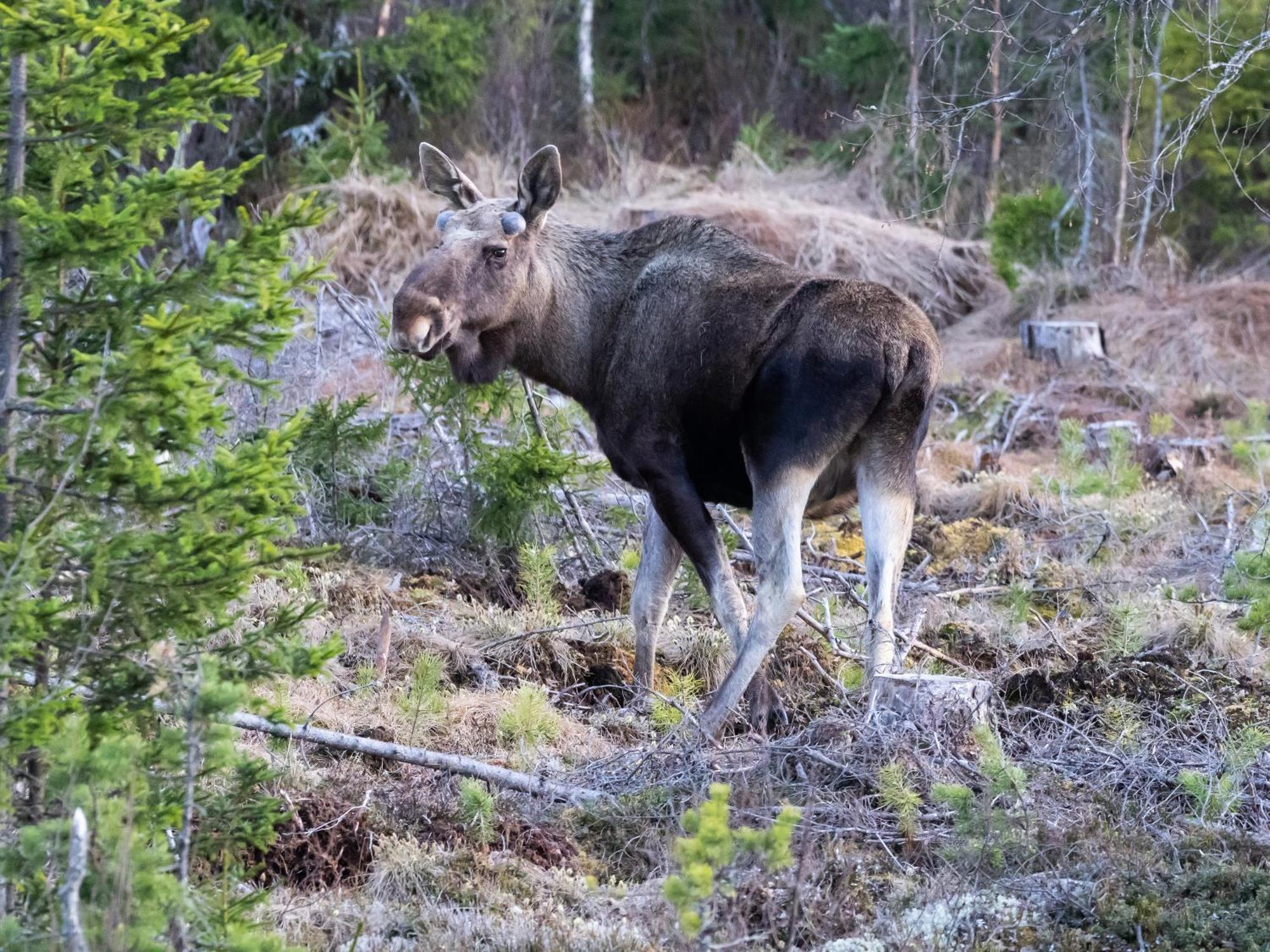 16 - Fulufjellets Nasjonalparker - Natur-, Dyre- Og Fugleopplevelser Ljordal Экстерьер фото